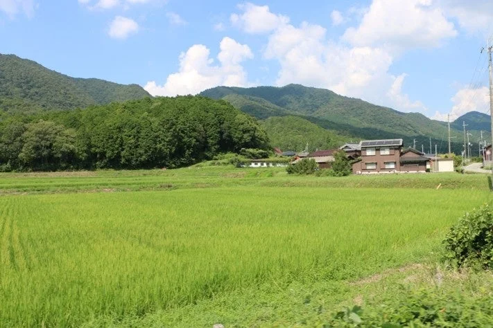 青空の下に広がる水田の風景