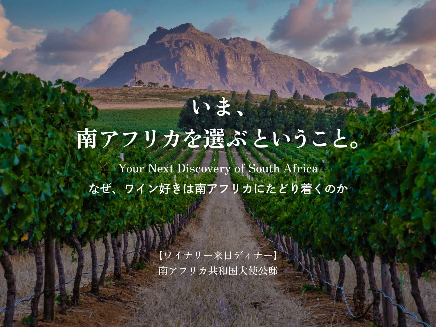 南アフリカのブドウ畑と山々