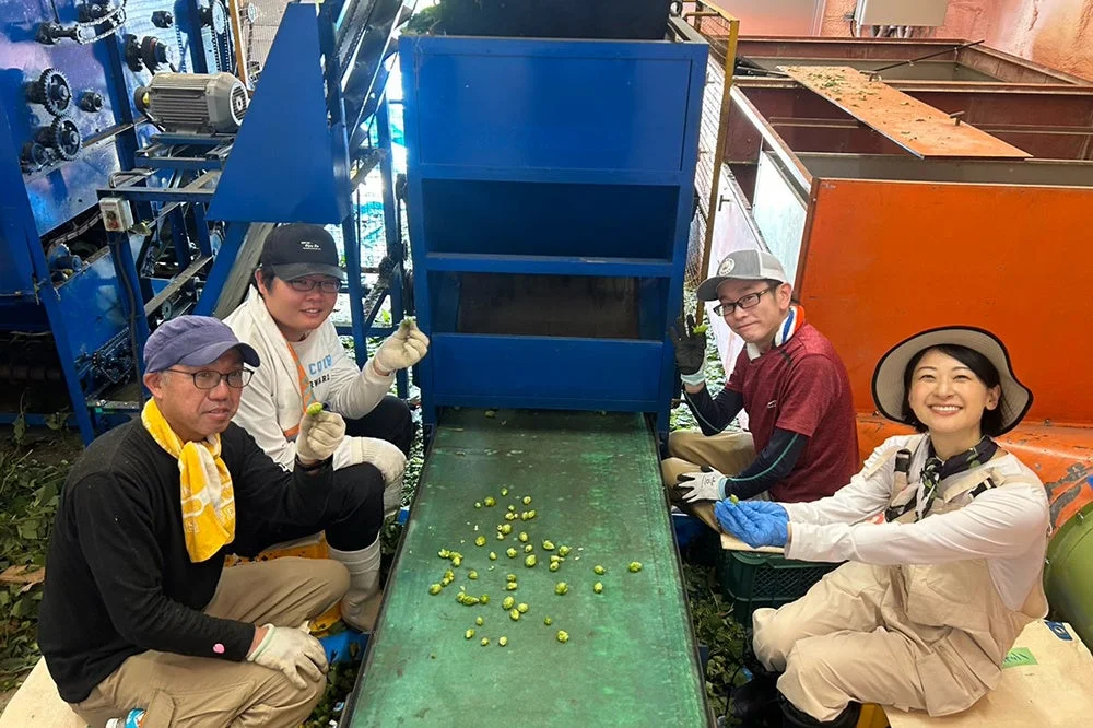 ホップ収穫作業