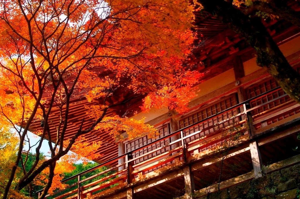 両子寺の紅葉